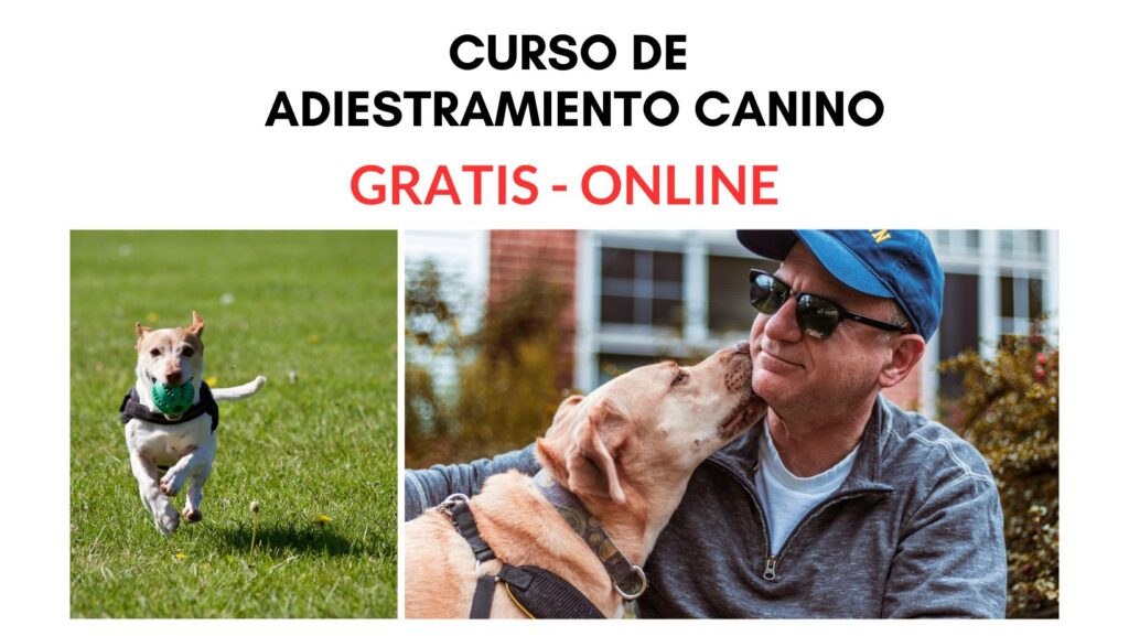 Con el Curso de Adiestramiento Canino, mejora el comportamiento de tu mascota